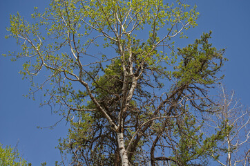 Tall Trees against a Blue Sky