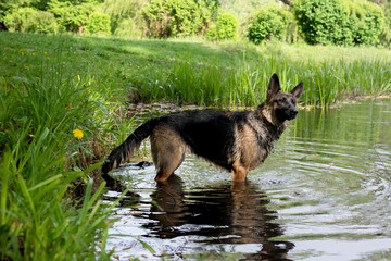 Young German Shepherd dog jumping and playing in the lake water
