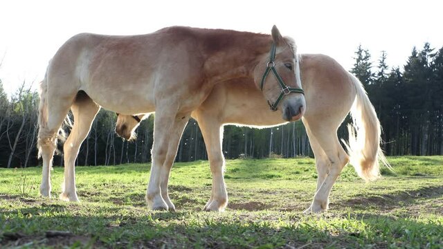 The pair of the haflinger horse on a spring pasture in backlight.