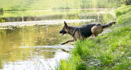 Young German Shepherd dog jumping and playing in the lake water