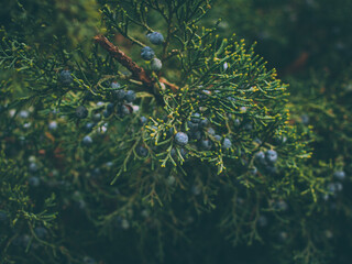 Fototapeta na wymiar Selective focus shot of juniper branches with berries