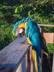 Beautiful, blue and yellow parrot