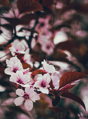 Selective focus shot of beautiful cherry blossoms