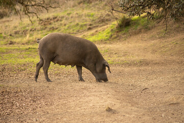 Black pig grazing in a pigpen