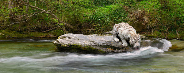 Panoramique tigre blanc assoifé sur un rocher de la rivière