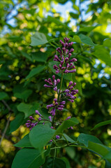 Wiele różnych kwiatów