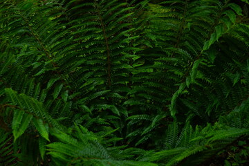 Naklejka na ściany i meble leaf of Cyathea spinulosa in Japan - 日本 シダの葉 アップ