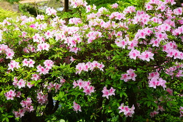 Pink Azalea flower during Spring in Tokyo, Japan - 日本 ツツジ ピンク色の花 春