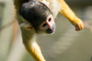 Tiere - Wildbahn -Gefangenschaft - Retten