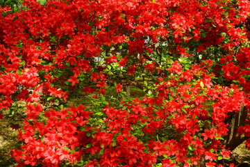 Red Azalea flower during Spring in Tokyo, Japan - 日本 ツツジ 赤い花 春