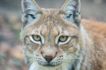 Fototapeta premium Tiere - Wildbahn -Gefangenschaft - Retten