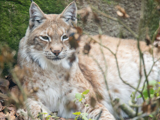 Tiere - Wildbahn -Gefangenschaft - Retten