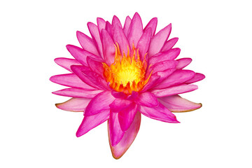 Pink Water Lily Flower Isolated on White Background with Clippin