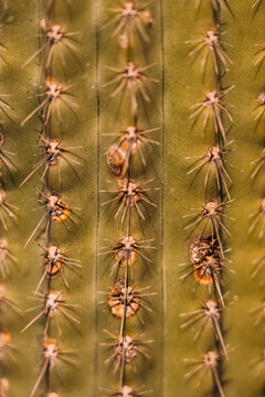 Abstract background of growing green cactus covered with even rows of sharp prickles