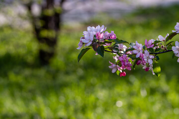 Blooming apple tree at sunset. Pink flowers of an apple tree. Blurred background