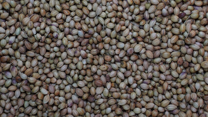 Top view of a pile of dry coriander seeds