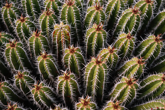 High angle green Echinopsis pachanoi cacti with sharp prickles growing on plantation in daylight