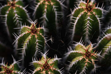 High angle green Echinopsis pachanoi cacti with sharp prickles growing on plantation in daylight