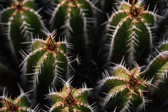 High angle green Echinopsis pachanoi cacti with sharp prickles growing on plantation in daylight