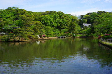 Fototapeta na wymiar Pond and pine tree at Japanese garden - 日本庭園 池 松の木