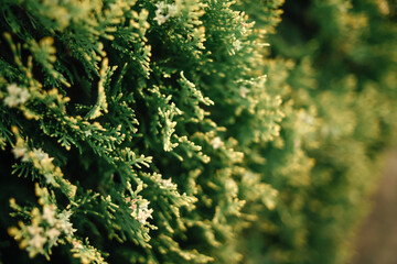 Aquamarine bluish fruit cones on a green tui Bush. Plump and hard little balls of turquoise hue on small-leaved vegetation