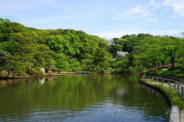 Fototapeta premium Pond and pine tree at Japanese garden - 日本庭園 池 松の木