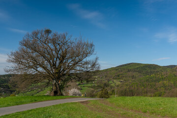 Fototapeta na wymiar Meadows and trees near Homole village in spring sunny fresh morning