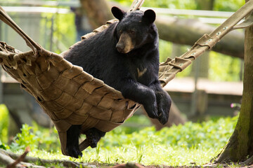 Tiere - Wildbahn -Gefangenschaft - Retten
