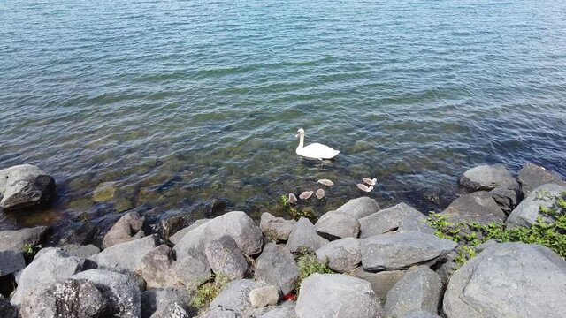 Lovely little swans roaming on the Bracciano Lake in Anguillara Sabazia. Rome Province, Lazio, Italy.