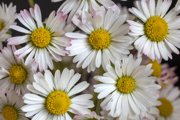 Fototapeta premium Kleine Margeriten als hintergrund