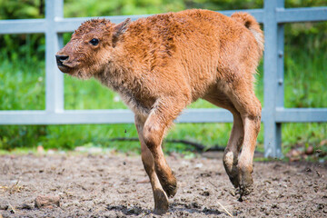 Fototapeta premium Tiere - Wildbahn -Gefangenschaft - Retten