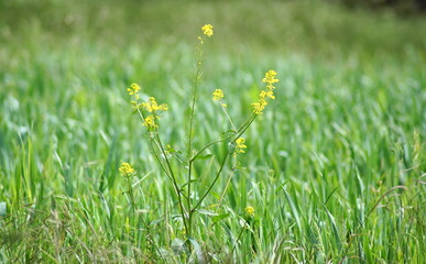 Wildblume mit gelben Bl&uuml;ten auf einer gr&uuml;nen Wiese in der Natur