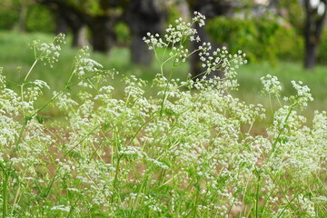 Schöne weiße Wildblumen auf einer grünen Wiese in der Natur