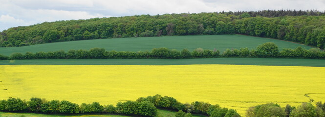 Wunderschönes Panorama mit einem gelben Rapsfeld und grünen Feldern rundherum im Rheingau