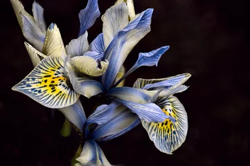  Closeup shot of blooming Netted iris flowers on an isolated background © Wirestock Exclusives