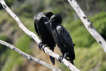 Two Black cormorants on a branch