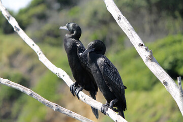 Two Black cormorants on a branch