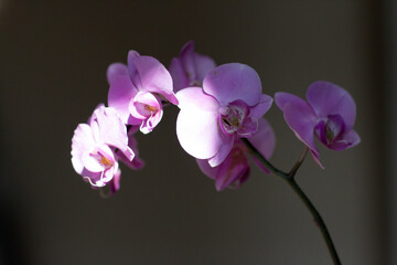 Fototapeta na wymiar Tropical pink orchid flower with directional light. Beauty spa concept.