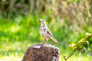Song Thrush, turdus philomelos, visiting a garden in Ireland
