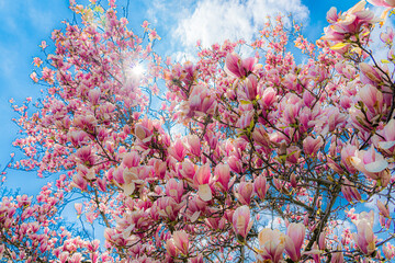 fröhliche, freudige Frühlingsstimmung mit blühender Magnolien und Magnolienblüten vor blauem...