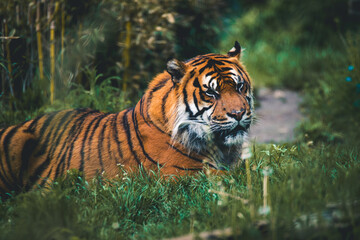 Tiere - Wildbahn -Gefangenschaft - Retten