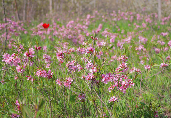 the prunus tenella tree in bloom. dwarf almonds with pink flowers and green leaves on a sunny day.