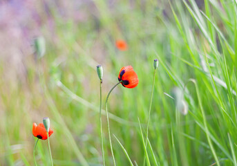 Red poppies on green field