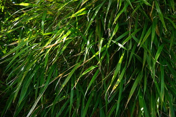 Pattern of green and white bamboo leaves - 笹の葉	
