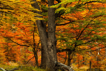 autumn trees in the park, El Chalten, Patagonia, Argentina - obrazy, fototapety, plakaty