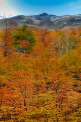 Fototapeta premium autumn colors in the mountains, El Chalten, Patagonia, Argentina