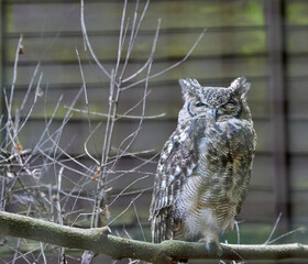 Closeup shot of a beautiful grey owl perched on a branch