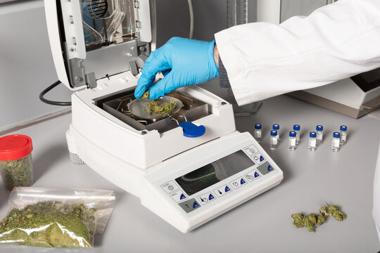 Crop anonymous biologist in glove putting dried marihuana flower buds on pan of moisture measuring device in laboratory