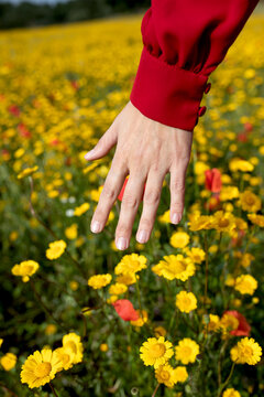 Crop anonymous female touching blooming red and yellow flowers on summer meadow in daytime