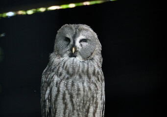 Selective focus shot of an old gray owl in a darkness